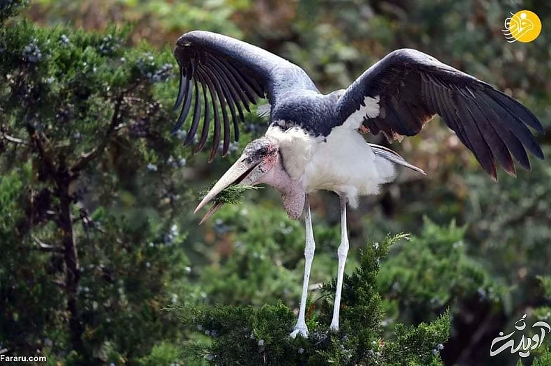 تصاویر منتخب حیات وحش در یک هفته